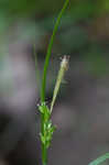 Eastern woodland sedge